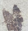 Fossil Leaf (Pos & Nev) - Green River Formation #79729-4